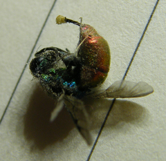 Chrysis ignita