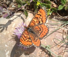 Euphydryas desfontainii