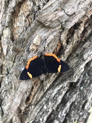 Riodina lycisca