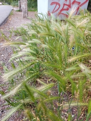 Hordeum murinum