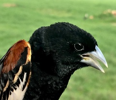 Euplectes albonotatus