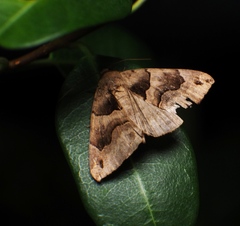 Dysgonia stuposa
