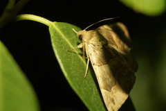 Dysgonia stuposa