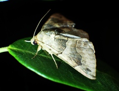 Dysgonia stuposa