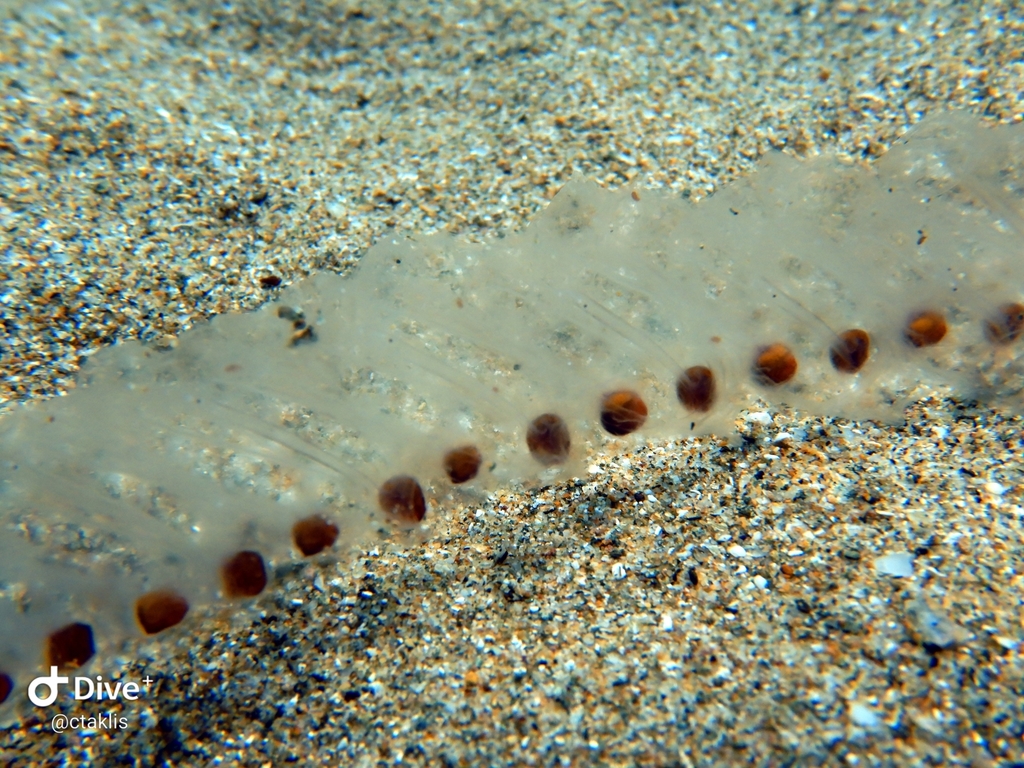 Giant Salp