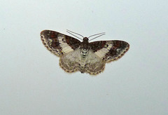 Hydrelia condensata