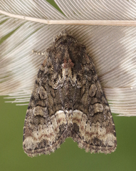 Oligia strigilis