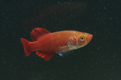 Red Victoria Nothobranch photo 2