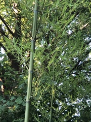 Phyllostachys aurea