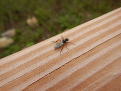 Bibio xanthopus