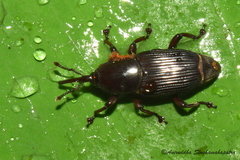 Odoiporus longicollis