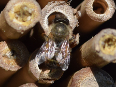 Osmia