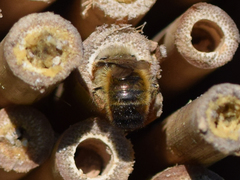 Osmia