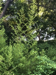 Phyllostachys aurea