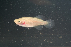 Red Victoria Nothobranch photo 3