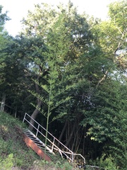 Phyllostachys aurea