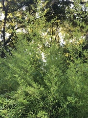 Phyllostachys aurea