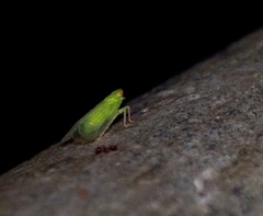 Tropiduchinae