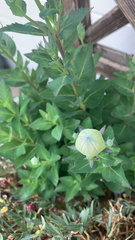 Platycodon grandiflorus