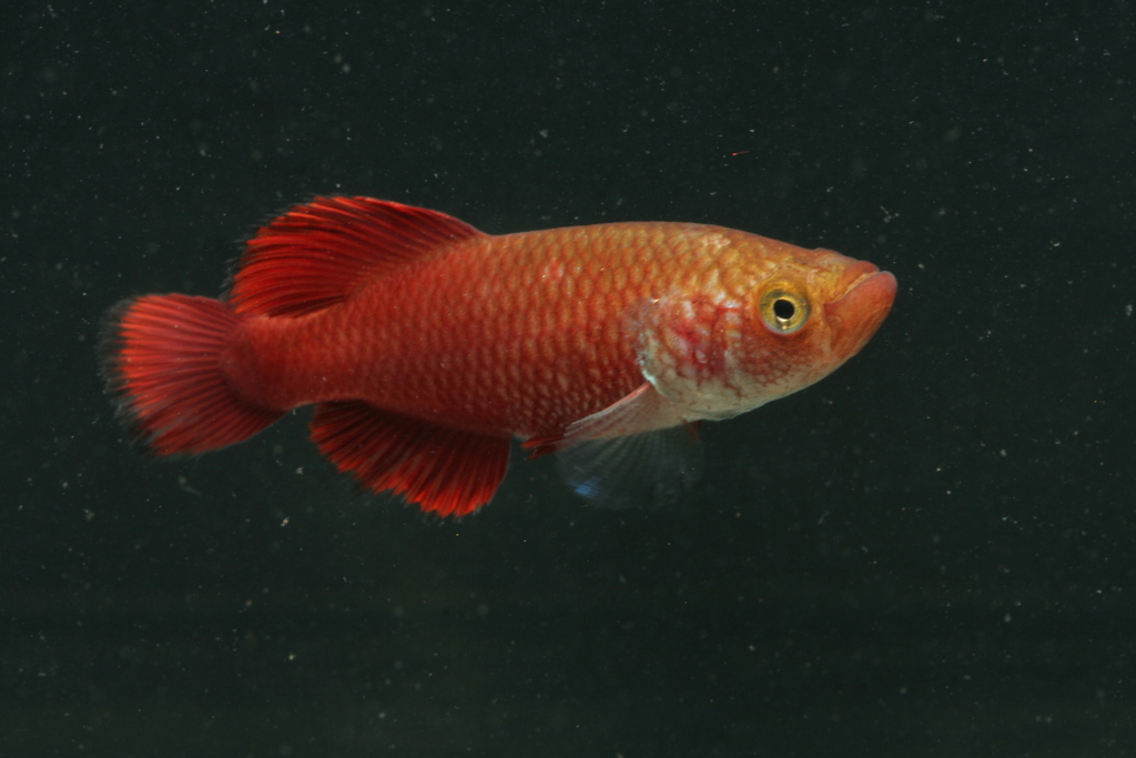 Red Victoria Nothobranch