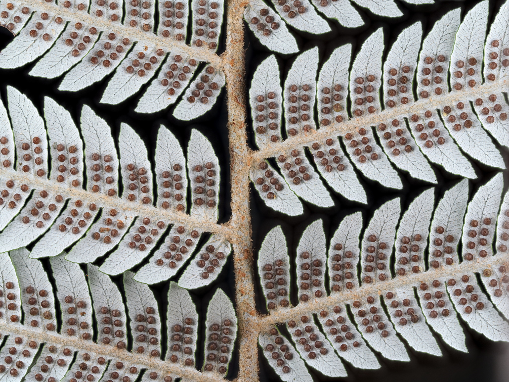Cyathea dealbata