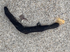 Haemopidae
