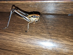 Eupholidoptera megastyla