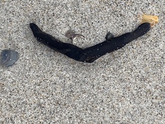 Haemopidae
