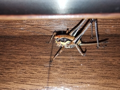 Eupholidoptera megastyla