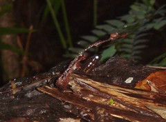 Mannophryne trinitatis