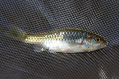 Enteromius kerstenii