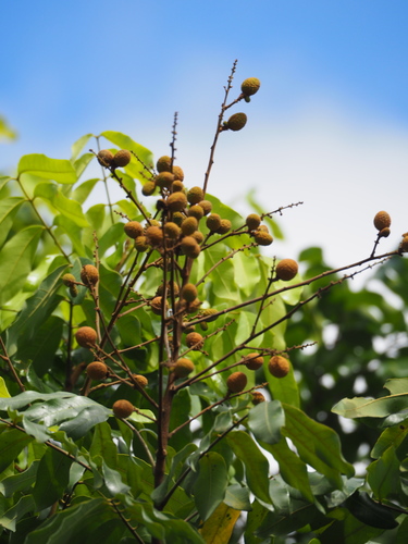 Dimocarpus longan