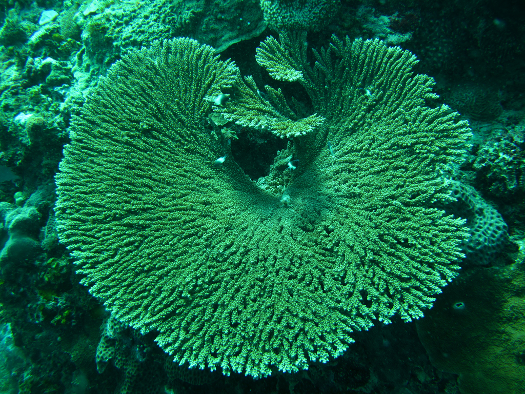 lattice table coral
