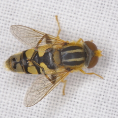 Parhelophilus integer