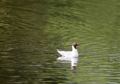 Chroicocephalus ridibundus