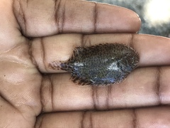 Trinectes maculatus