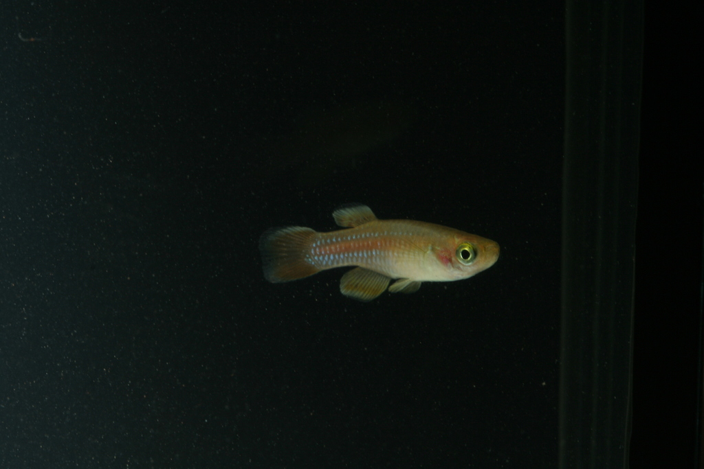 Central East African Lampeye