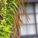 Tongue-Fern - Photo no rights reserved, uploaded by 葉子