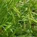 Drooping Sedge - Photo (c) Pat Deacon, some rights reserved (CC BY-NC), uploaded by Pat Deacon