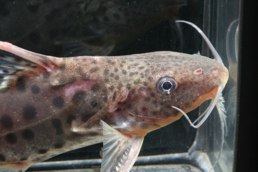 Lake Victoria Squeaker