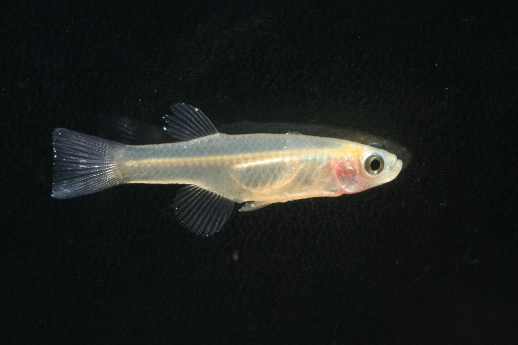 Nile lampeye (Micropanchax antinorii) — Poeciliidae