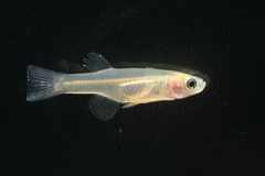 Black Lampeye photo 1