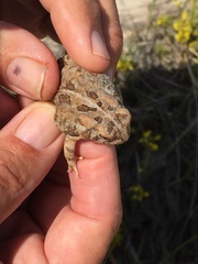 Anaxyrus fowleri