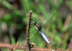 Orthetrum internum