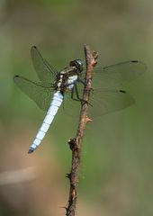 Orthetrum internum