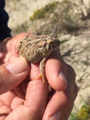 Anaxyrus fowleri