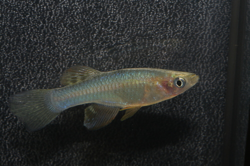 Bitschumbi Lampeye