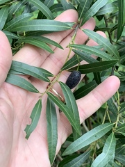 Cryptocarya angustifolia