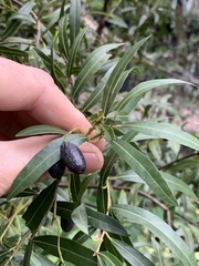 Cryptocarya angustifolia