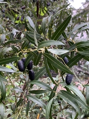 Cryptocarya angustifolia
